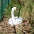 Mute Swan on Nest at Lake Morton