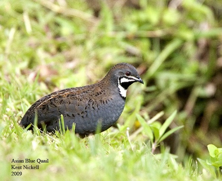 King Quail (Excalfactoria chinensis) Asian Blue by Kent Nickel