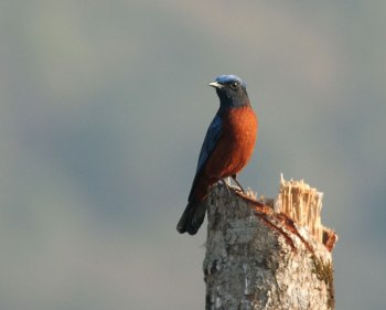 Chestnut-bellied Rock Thrush by Peter Ericsson