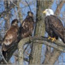Bald Eagle (Haliaeetus leucocephalus) with youngsters by Raymond Barlow