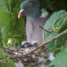 Common Wood Pigeon (Columba palumbus) with newly hatched young ©WikiC