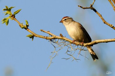 Chipping Sparrow (Spizella passerina) by Quy Tran