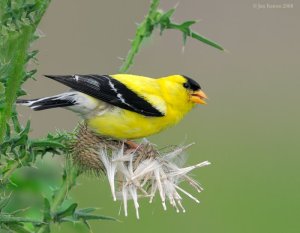 American Goldfinch (Carduelis tristis) on Thistle by Fenton