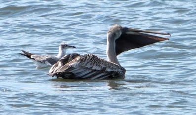 Brown Pelican with fish and Laughing Gull