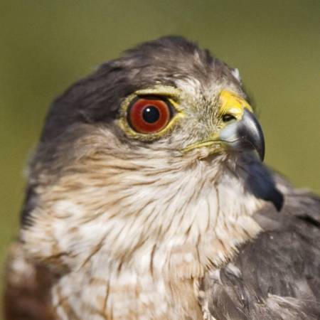 Sharp-shinned Hawk (Accipiter striatus) ©USFWS