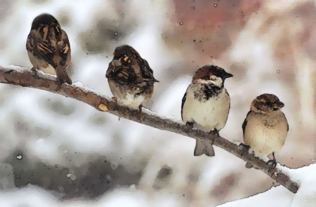 Sparrow on Branch ©©Bing