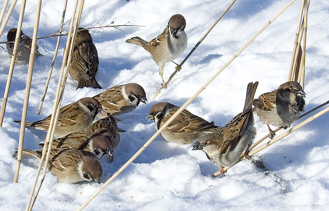 Sparrows in snow ©©Bing