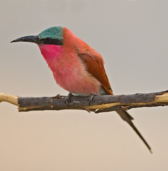 Southern Carmine Bee-eater (Merops nubicus) by Marc at Africaddict