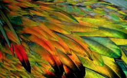 Creation Moments – Evolution of Feathers