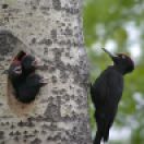 Black Woodpecker (Dryocopus martius) with Young ©WikiC