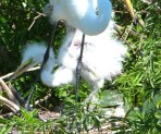 Great Egret at Nest with Chick at Gatorland cropped more