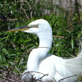 Great Egret on Nest at Gatorland
