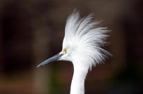 Snowy Egret in Breeding Plumage at Gatorland by Dan