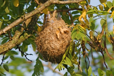  Orchard Oriole (Icterus spurius) Nest ©HenryTMcLin Flickr