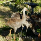 Sandhill Cranes with Youngsters 4-26-16