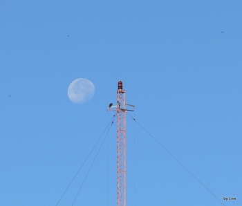 Osprey on Tower with Moon setting behind it- By Lee