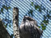 Tawny Frogmouth at Brevard Zoo 4-3-18 by Lee