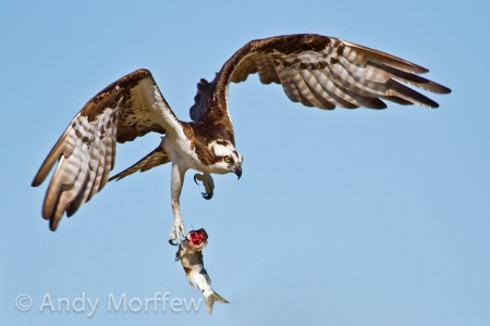 Western Osprey (Pandion haliaetus) dropping this fish ©Flickr Andy Morffew